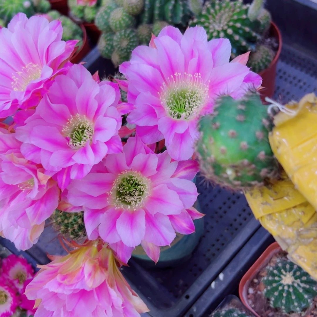 下2丽花阳23 歪无根侧芽3公分左右20包邮