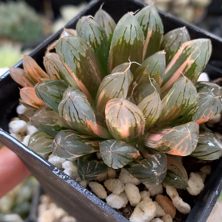 胭脂玉露锦带盆土发货