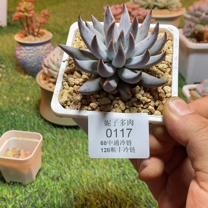 新***兔0117啊啊啊啊啊啊啊啊啊啊