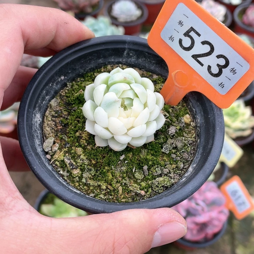 【闪购商品】523号