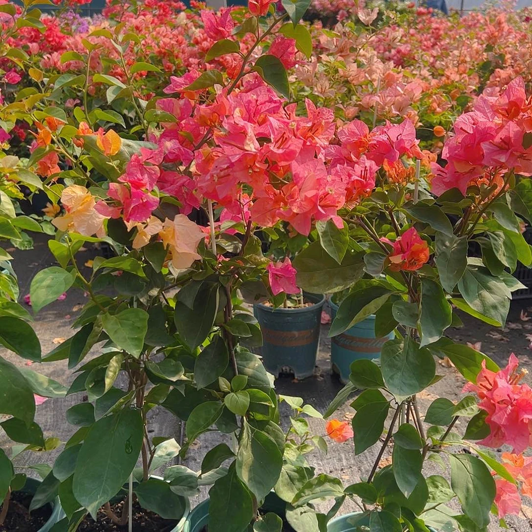 当前无花栽培后可以开花阿达娜带竹一棵