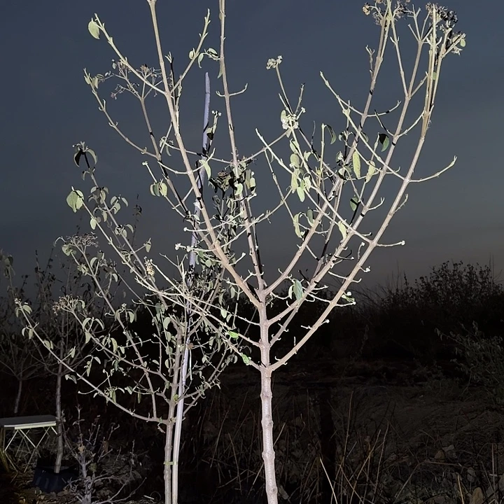 无花朵啦啦啦啊我来