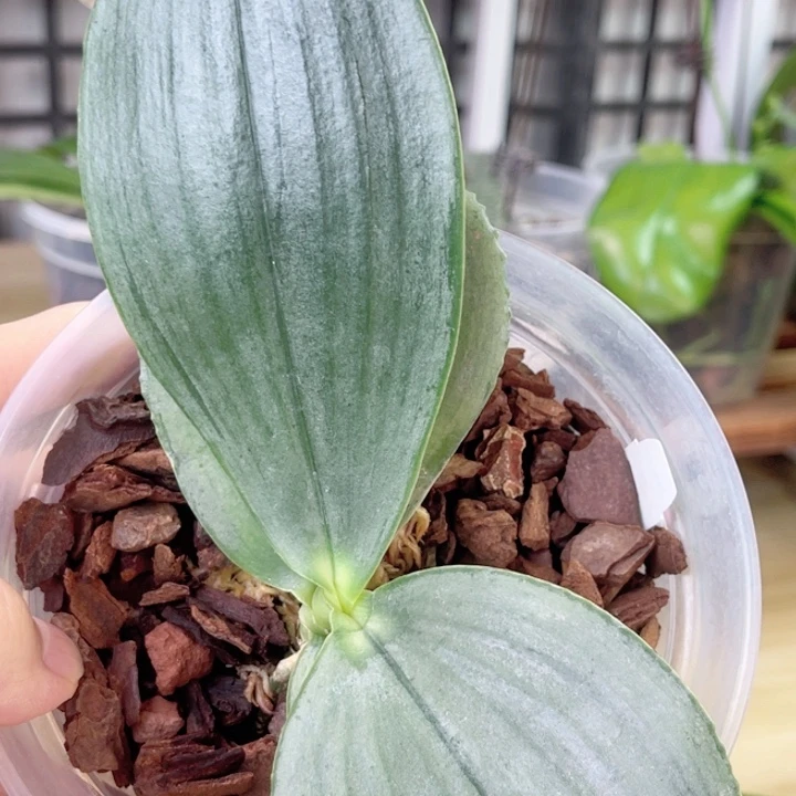 完全开放白象大维-1674