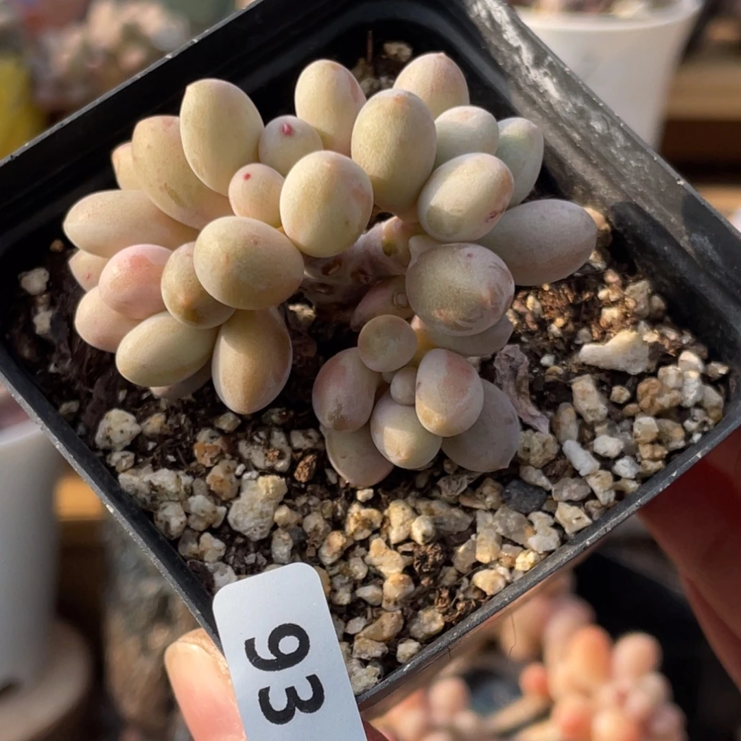 仙子奶酪出奶尖多肉