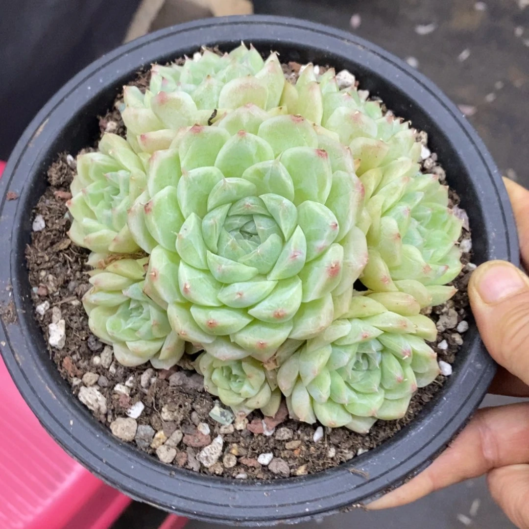 精品多肉一物一拍不包整172