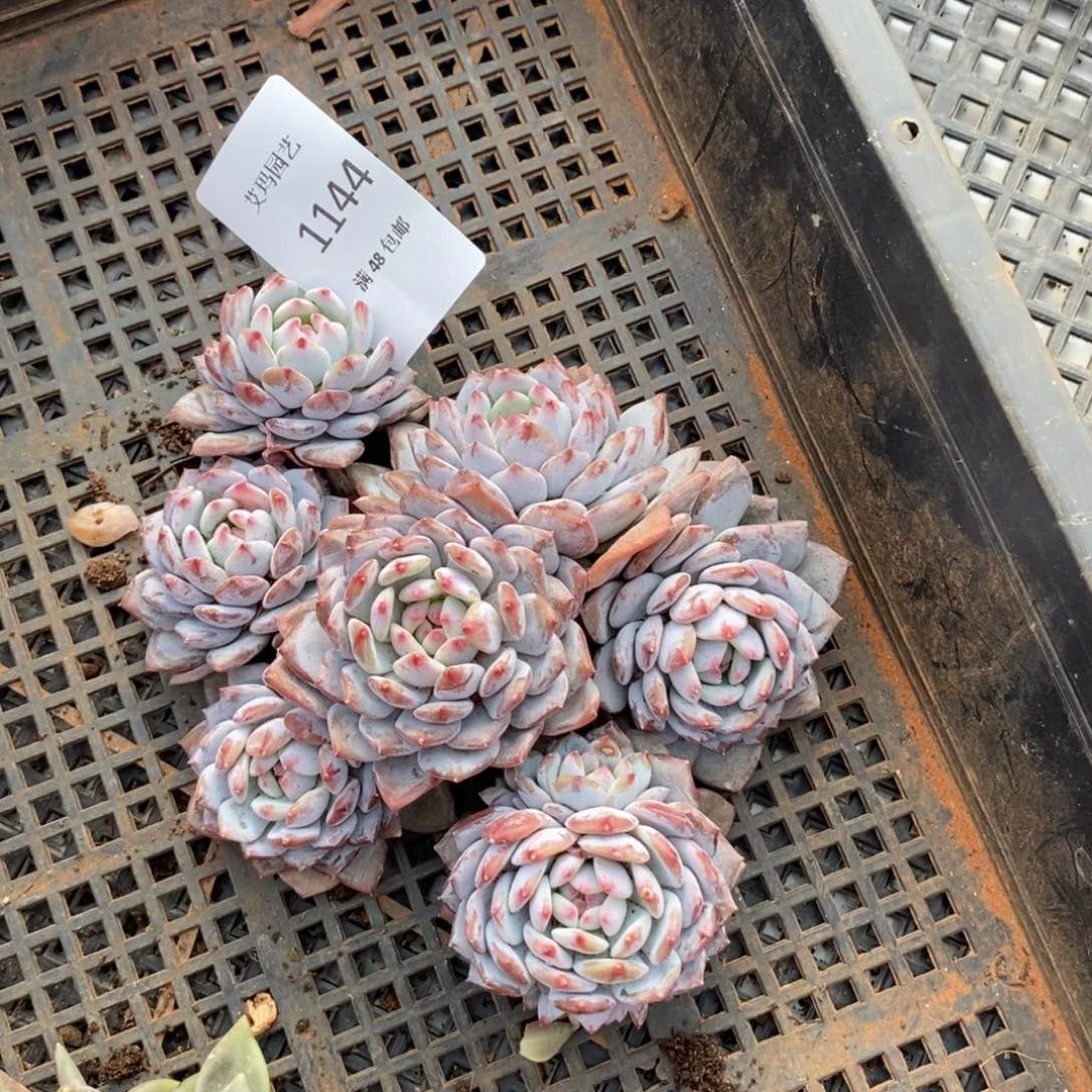 星星橙群生多肉多肉1144