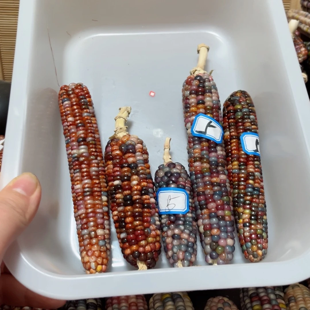 龙***龙直播间七彩文玩玉米不退换