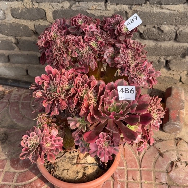 阿***达美杜莎自然朵朵缀化两颗489.486