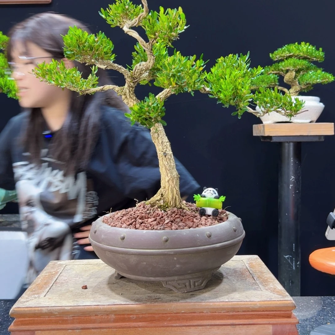 黄杨盆景老桩四季长青