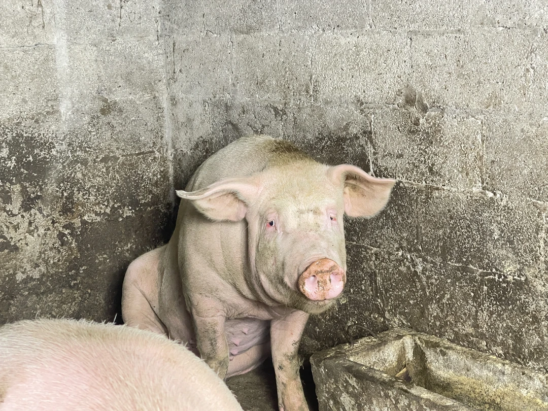 2号农家猪肉链接顺丰包邮