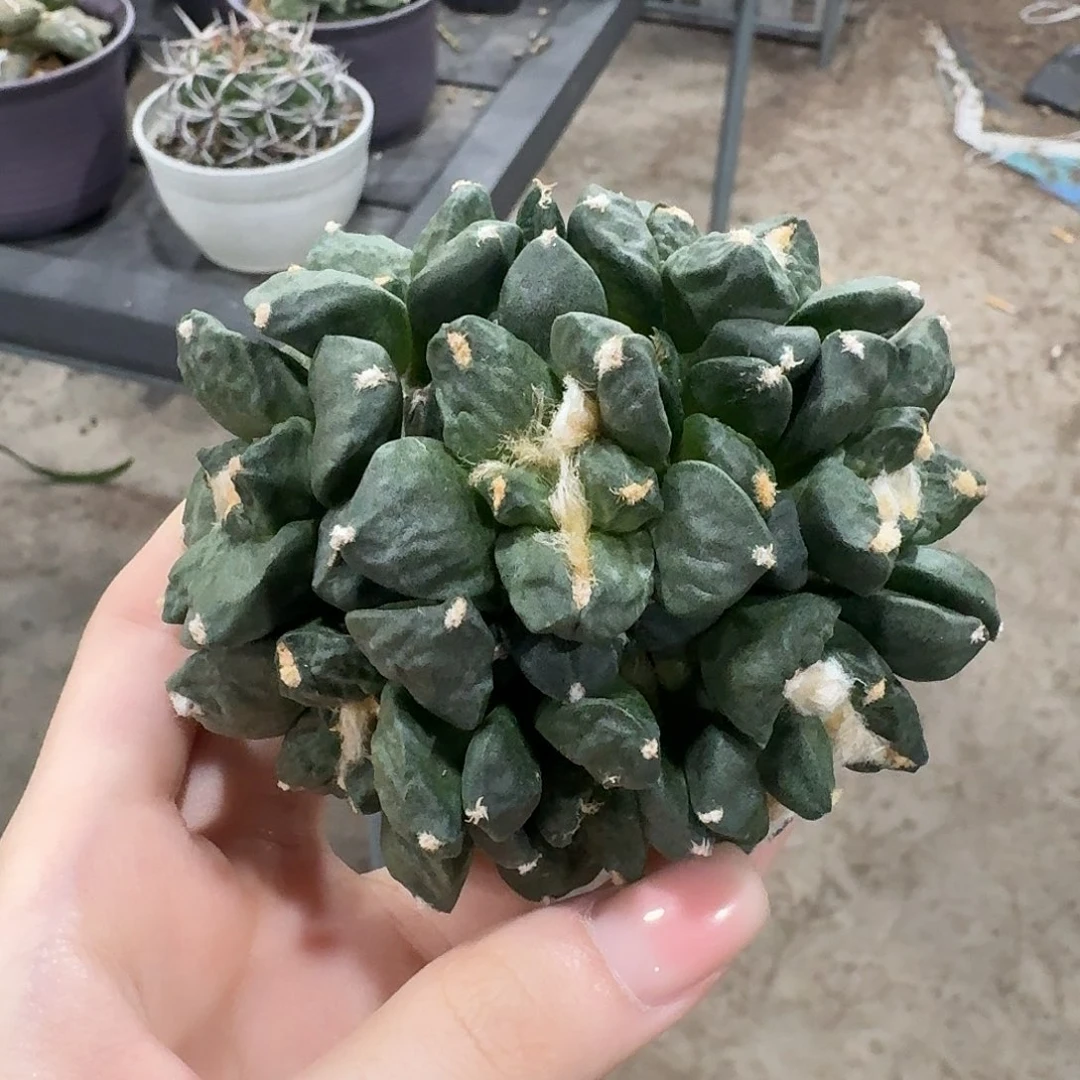 9.4cm青瓷群生无根福利