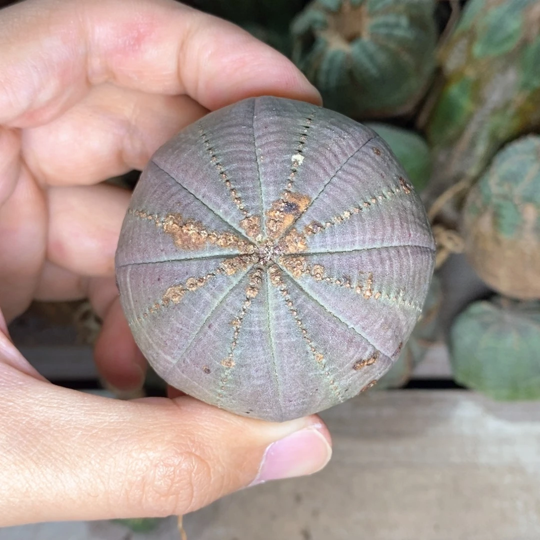 5 欧系实生布纹球多肉植物