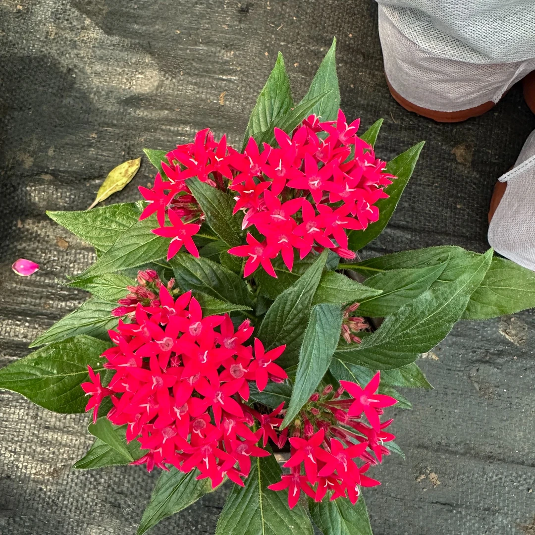 中昌花卉【繁星】花卉绿植盆栽