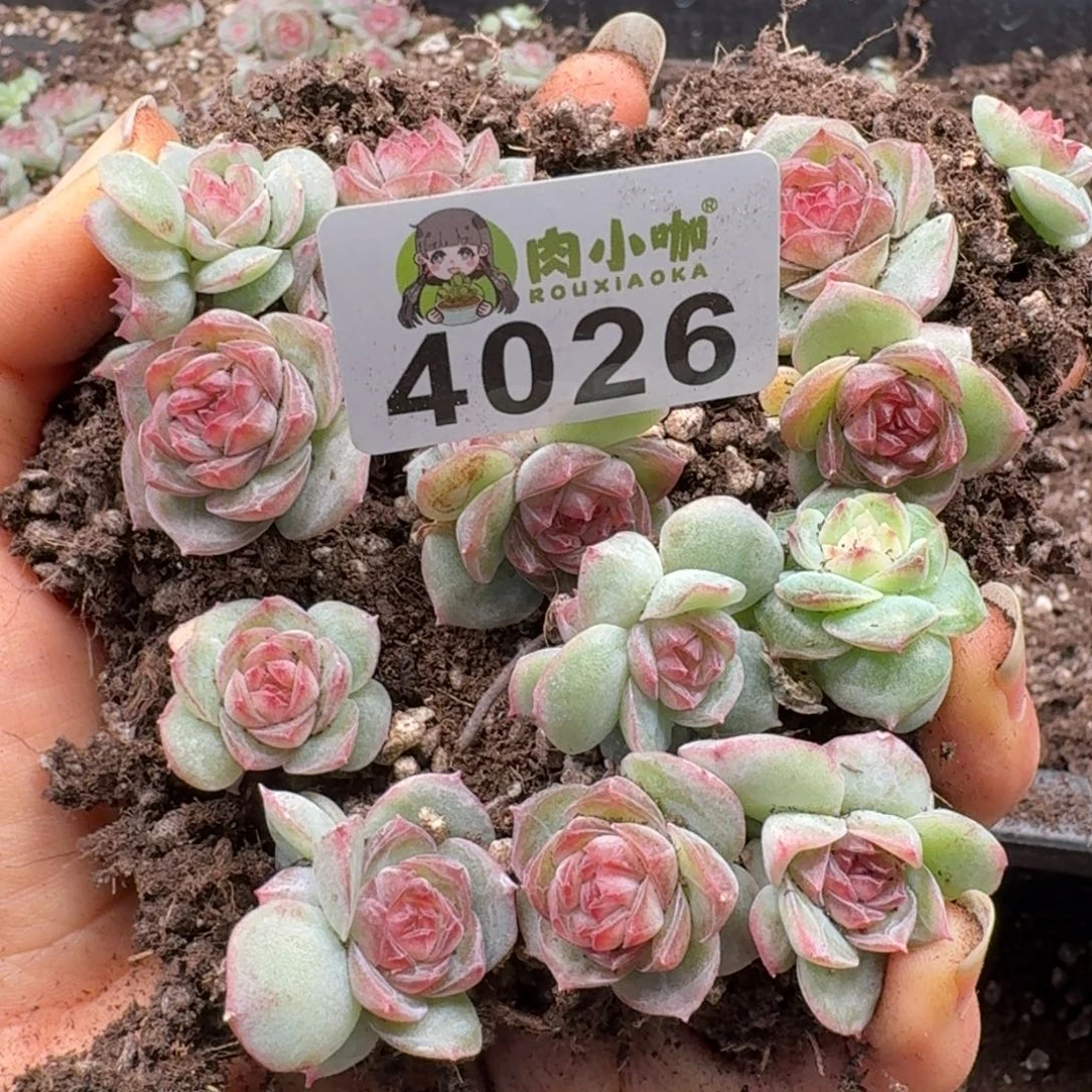 黎***号多肉植物多肉植物