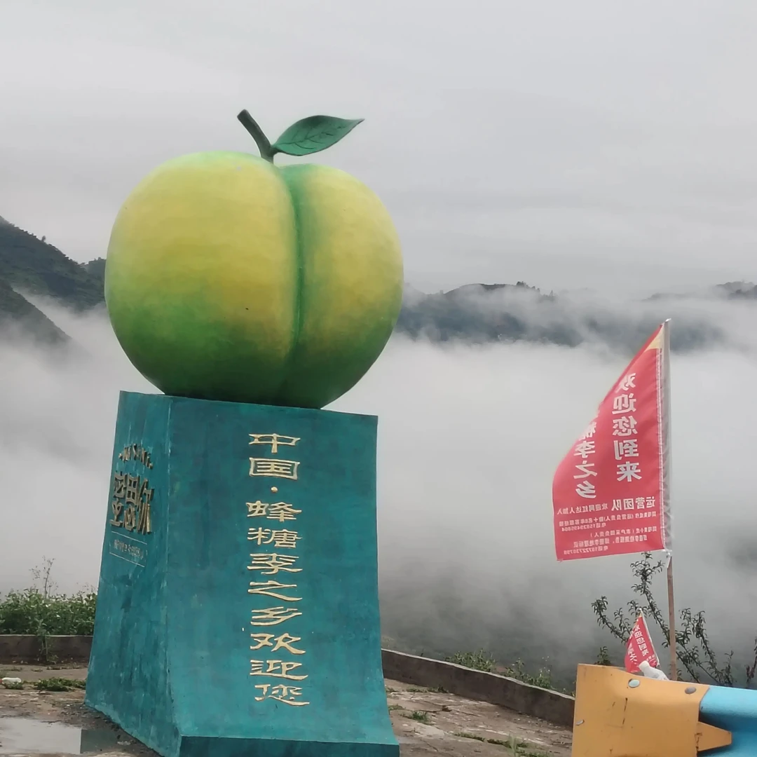 正宗贵州六马蜂糖李树苗 蜂糖李苗 现挖现发保湿发货镇宁蜂糖李苗