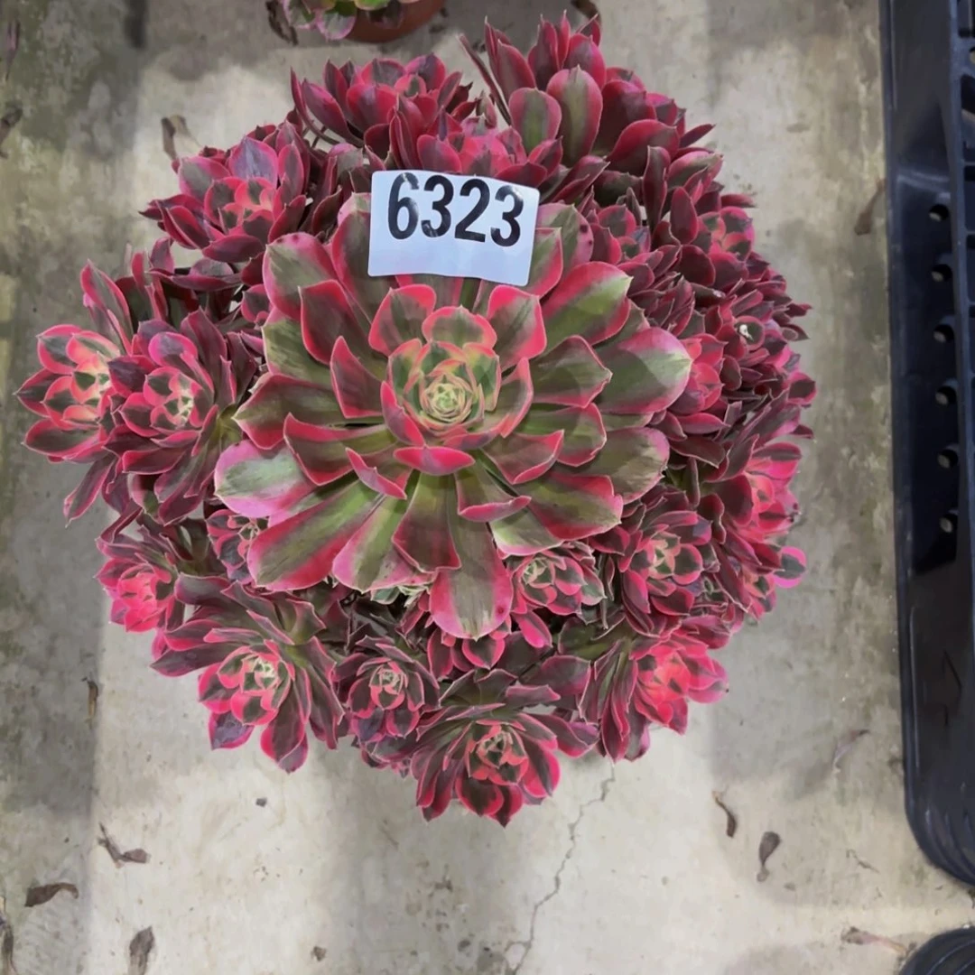 无花朵6323妖月11111