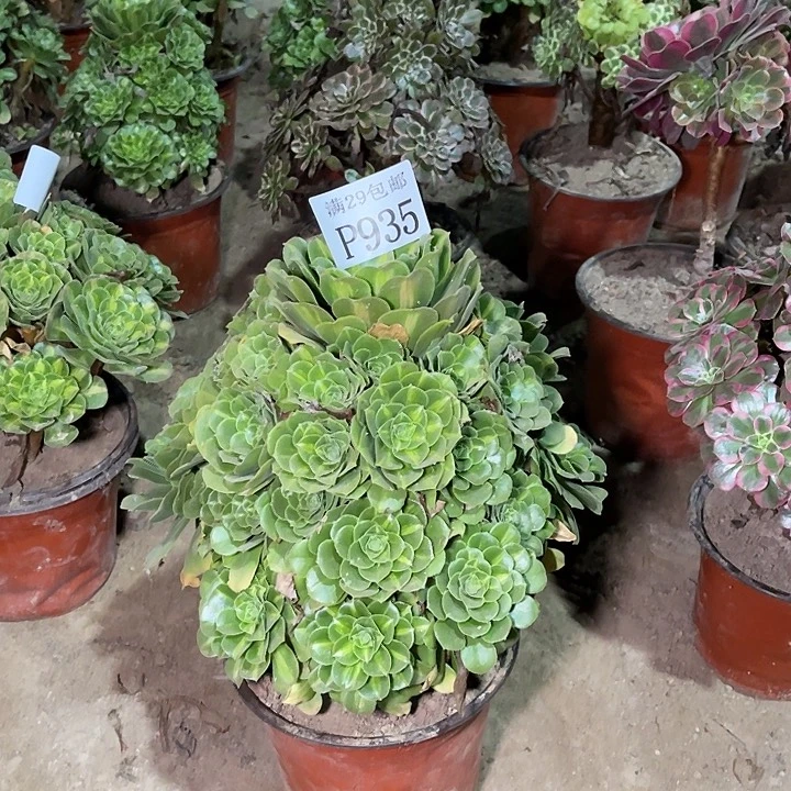 935翡翠琉璃多肉植物