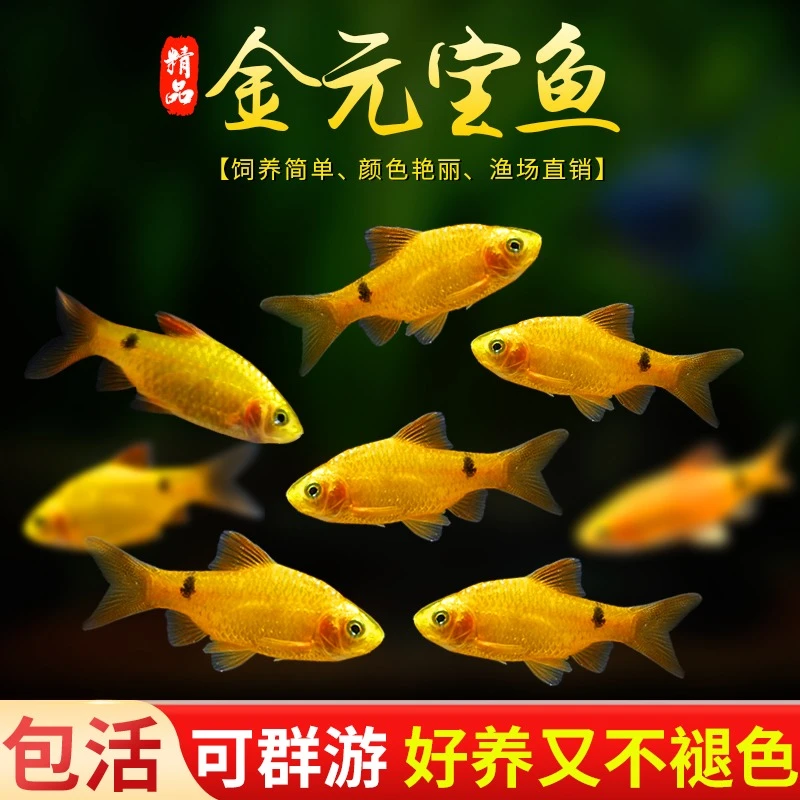 五颜六色鱼金元宝鱼冷水耐寒观赏鱼溪流闯缸淡水新手鱼玫瑰鲫鱼