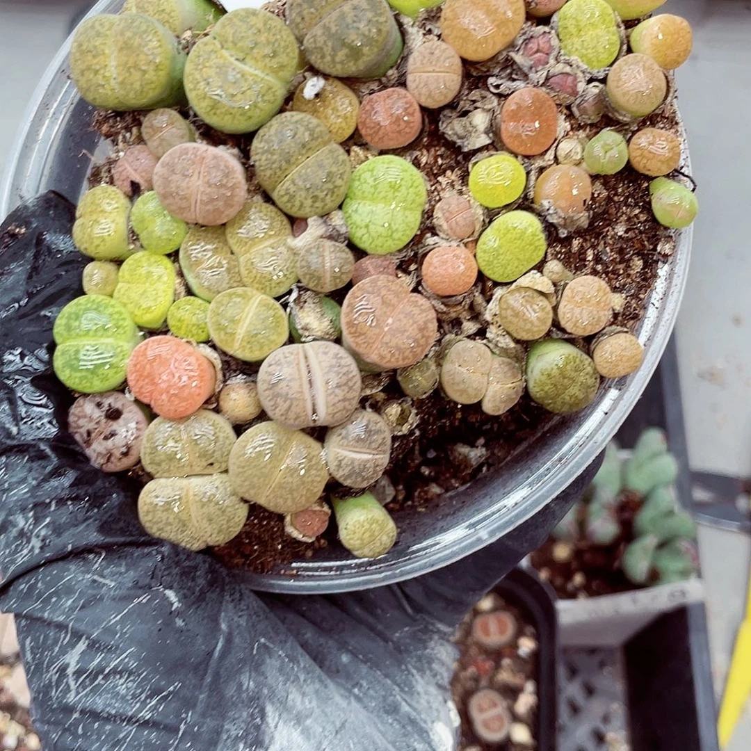 生石花满18包邮1023-179