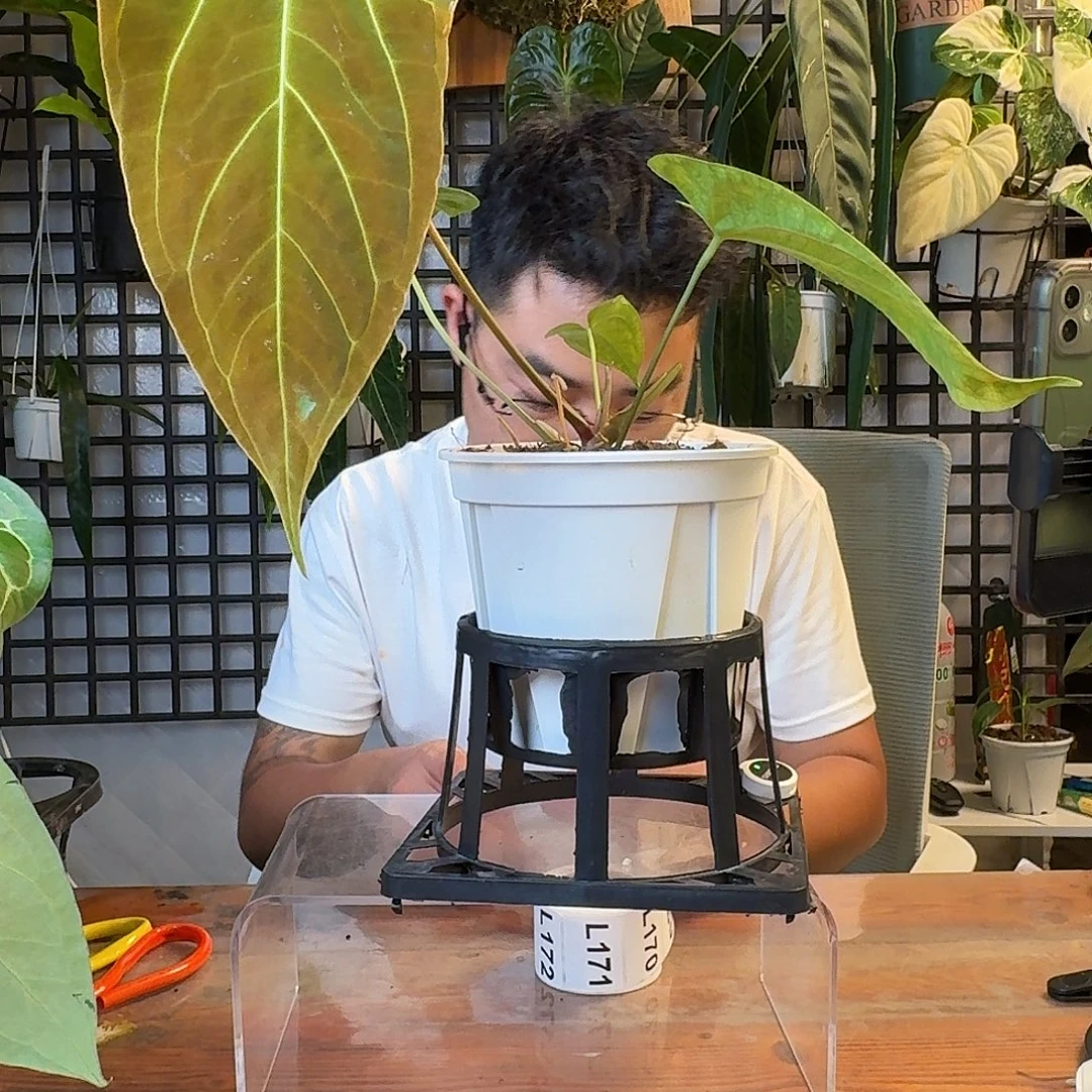 凝***忆无花朵一物一拍L165