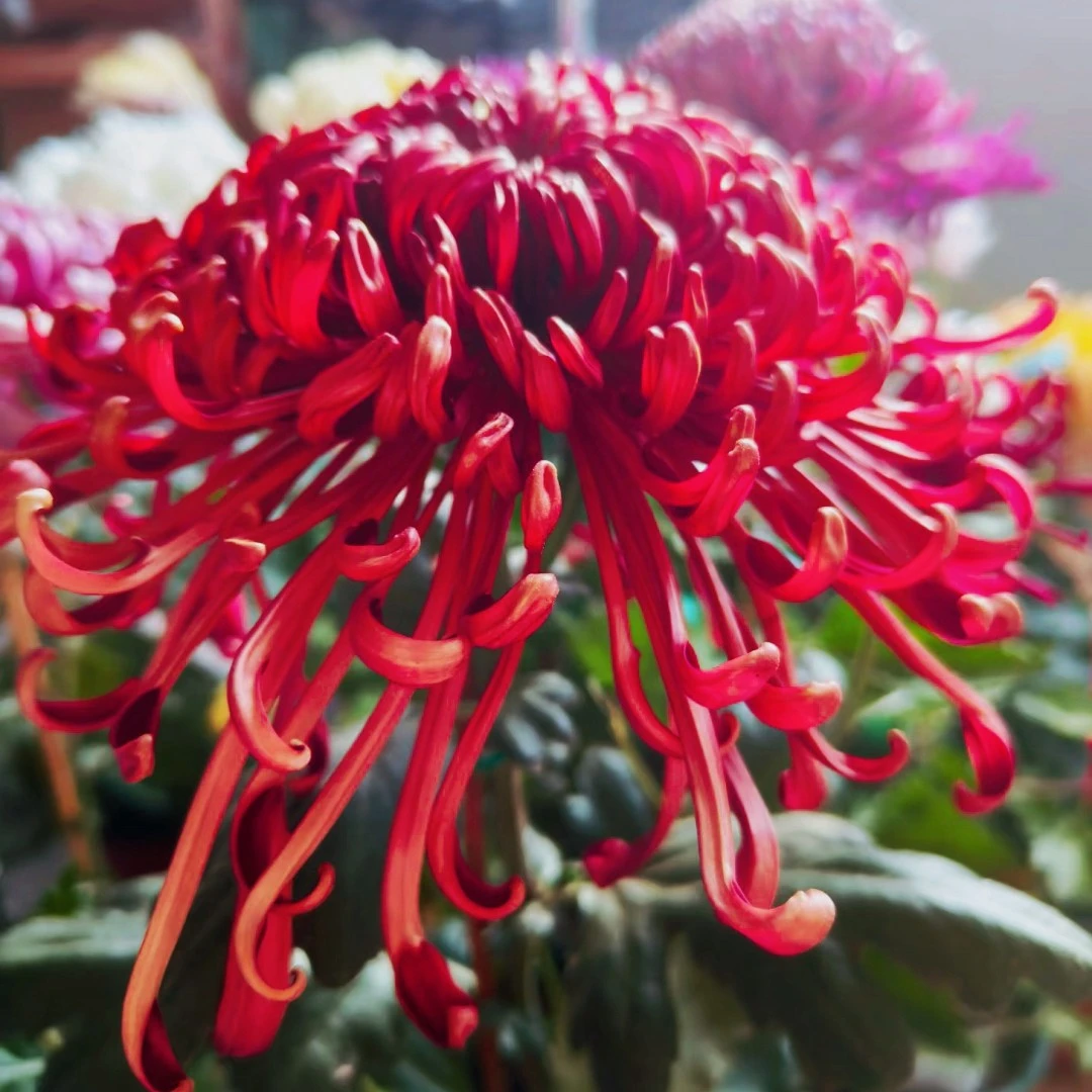 七彩墨韵【大花线型】带花苞菊花盆栽