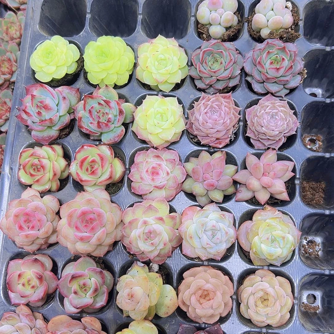 穴盘套餐32个带盘发
