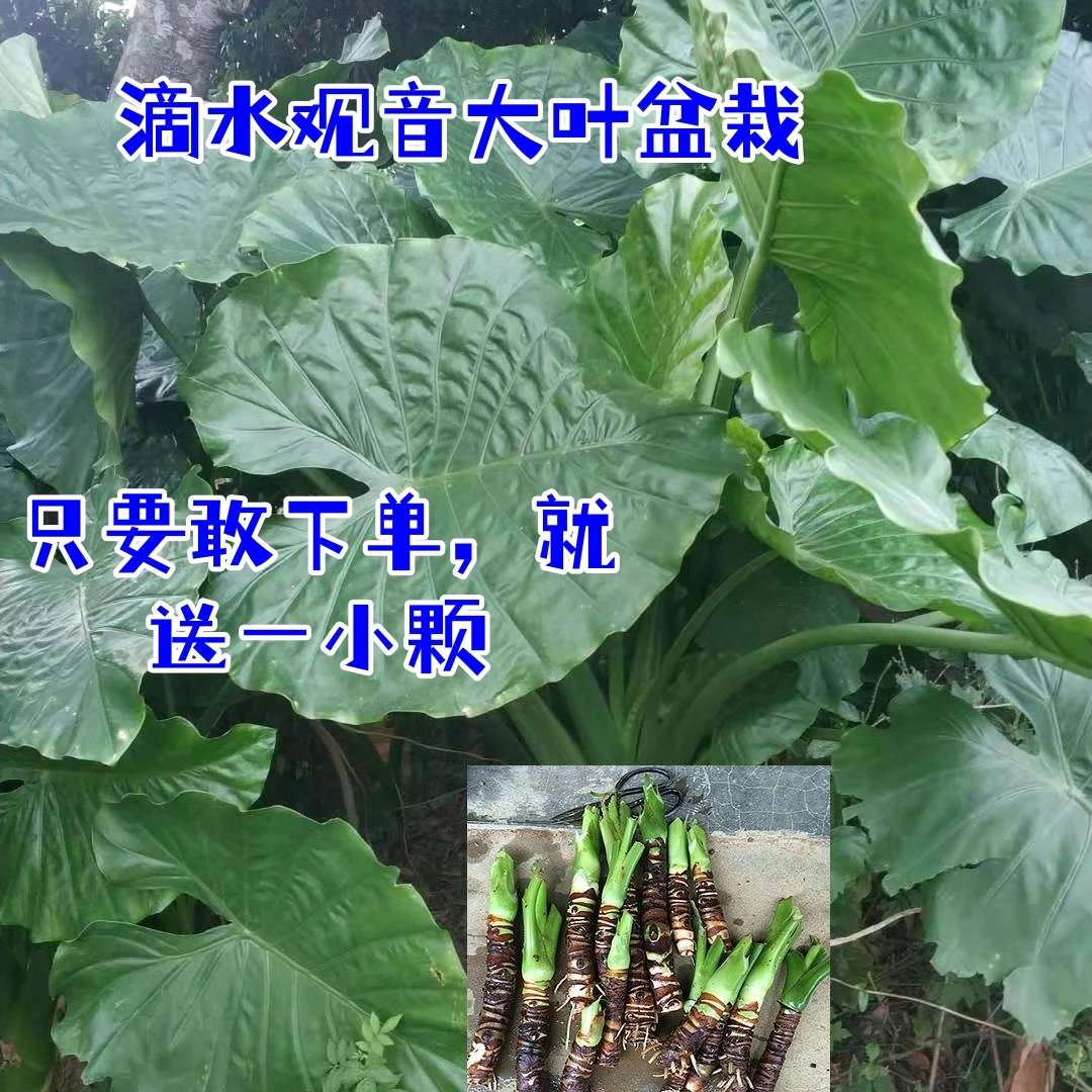 大叶霸王芋滴水观音老桩盆栽室内外可水土培净化空气千手观音绿植