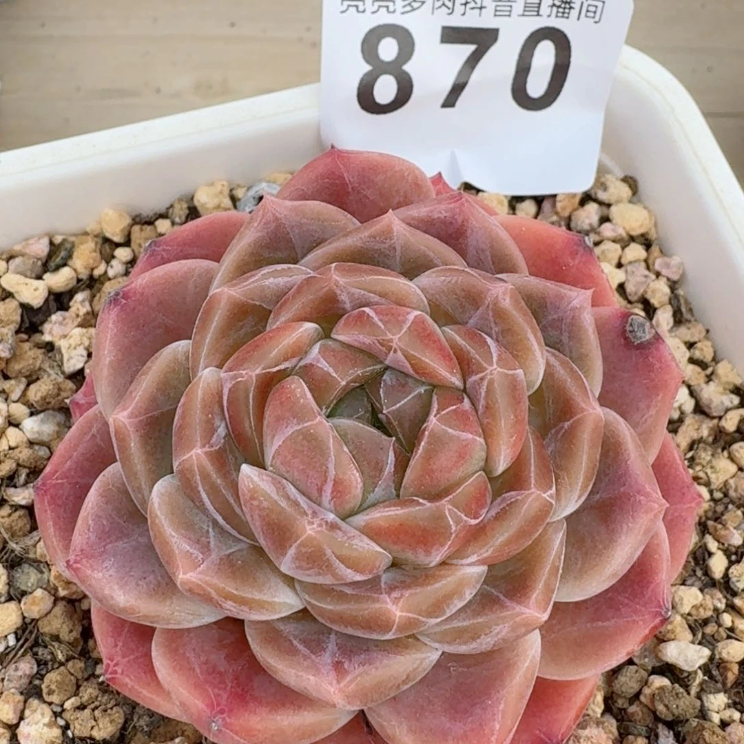 母本冰魄         精品多肉