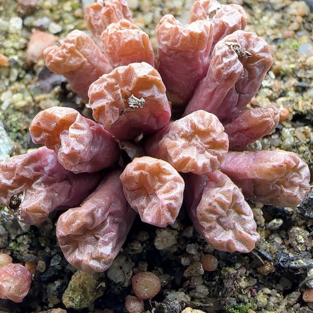 脱土28包邮哦27197