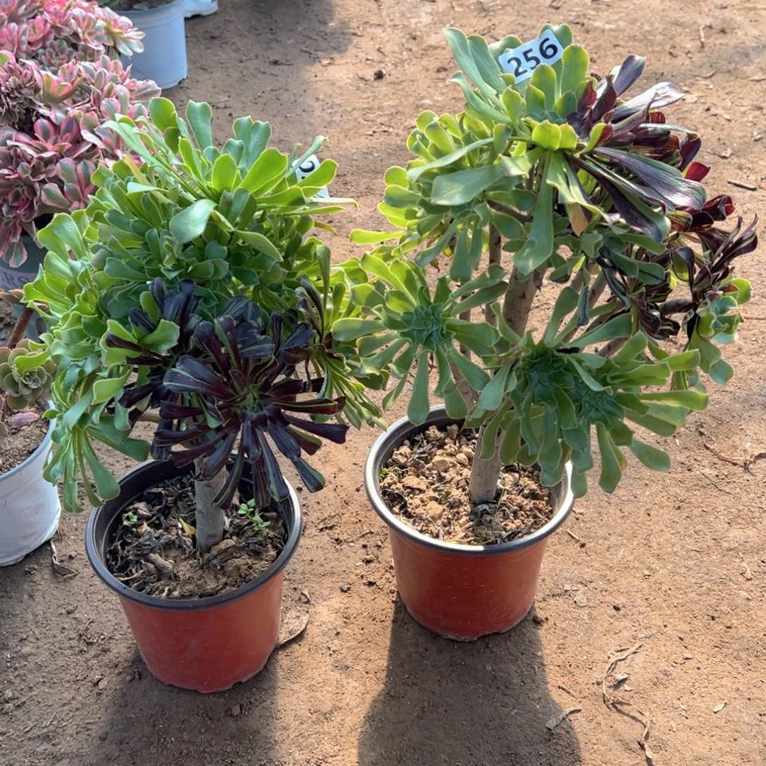 水墨丹青2个256号024号