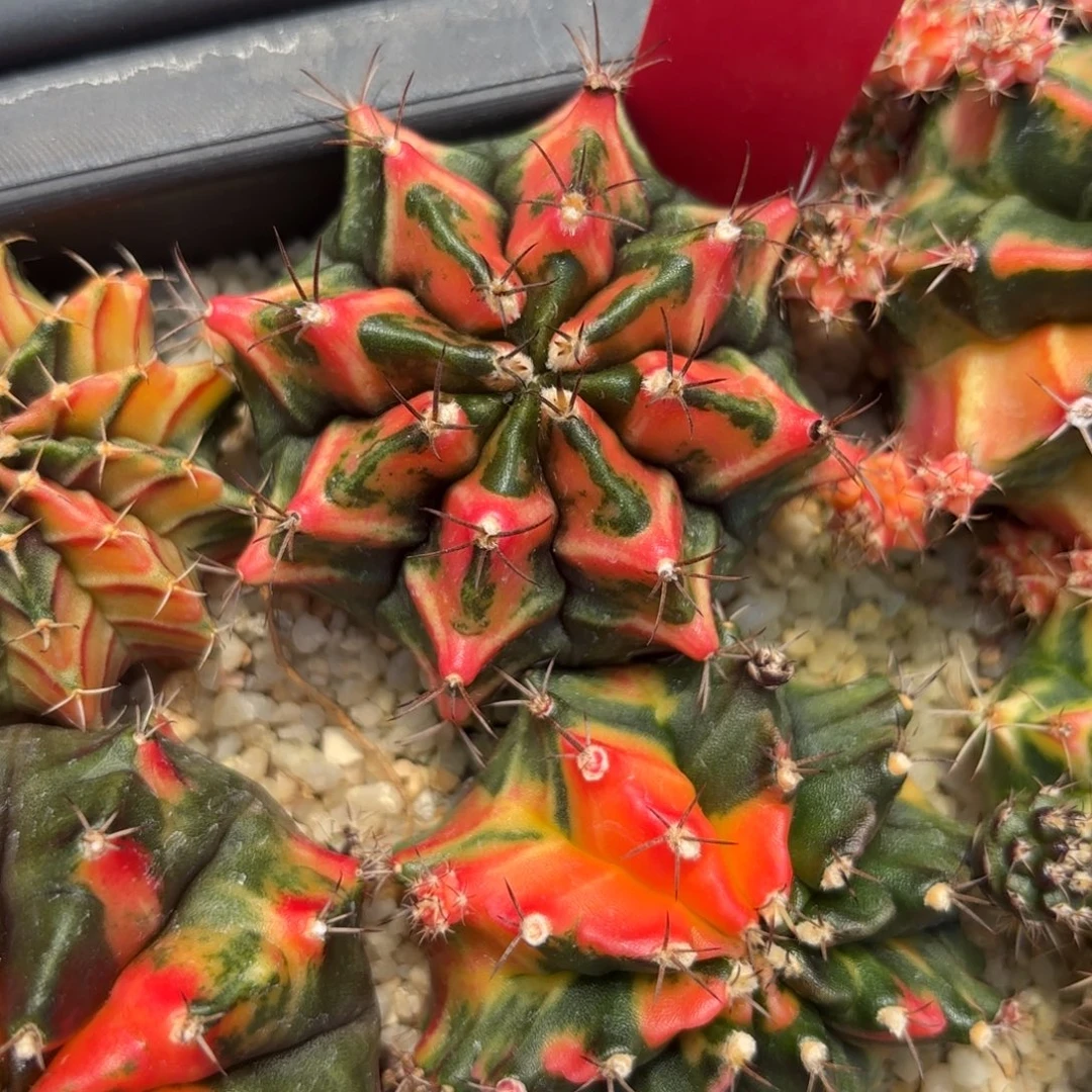 207-1125泰国发货多肉