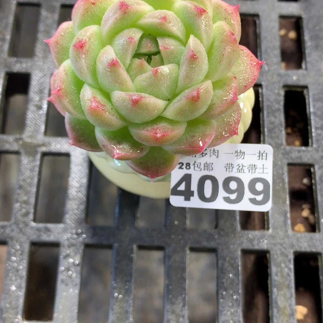 精控多肉植物4099