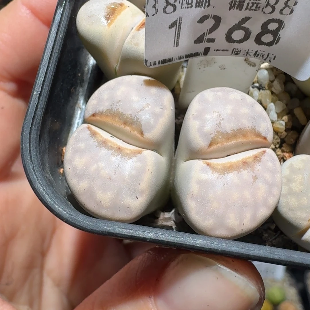 Zzz精品生石花 1268