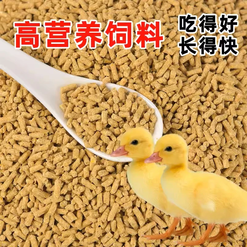 饲料皖西大白鹅出壳鹅苗6-10天5只专用饲料