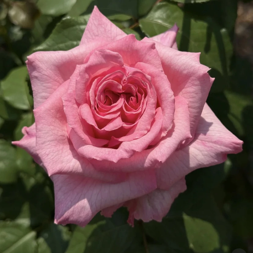 浓香超新品【莉莉】粉色高杯大切花 1加仑2.5L根接苗 云南发货