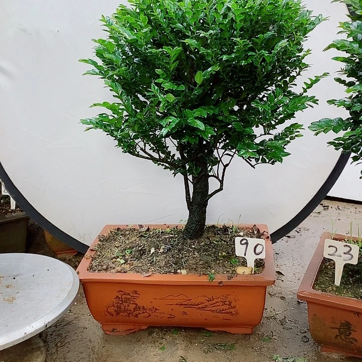 完全开放小叶紫檀