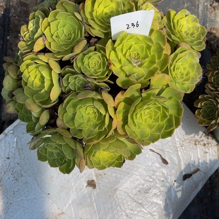 236雨荷多肉植物法师