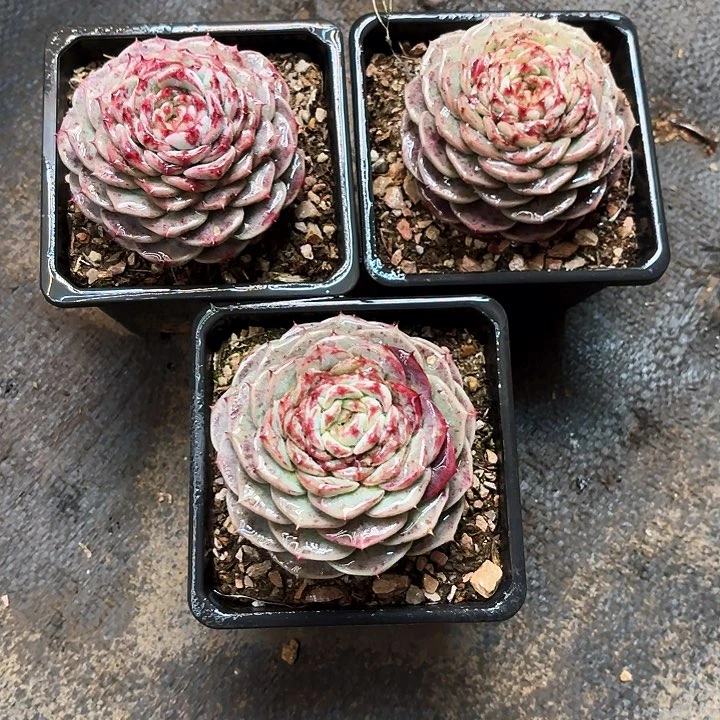 多肉植物，天鹅绒3颗