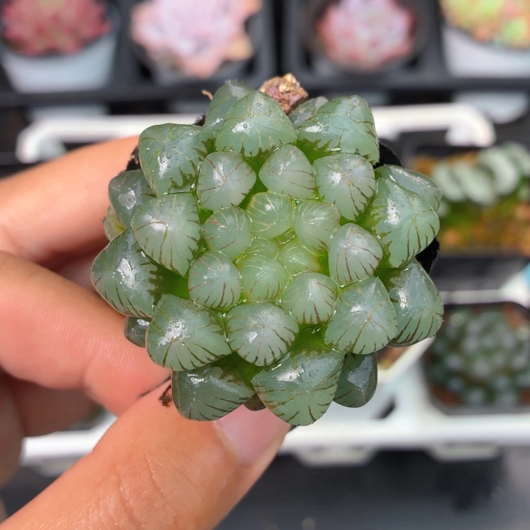 姬玉露多肉9.9包邮发货