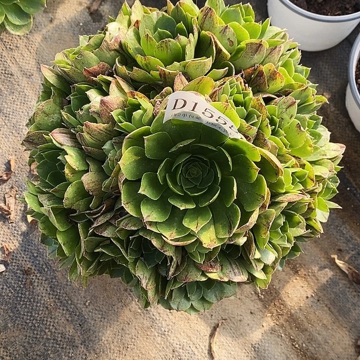 1555绿魔多肉叶片有瑕疵