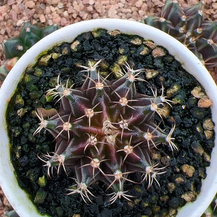 当前无花栽培后可以开花