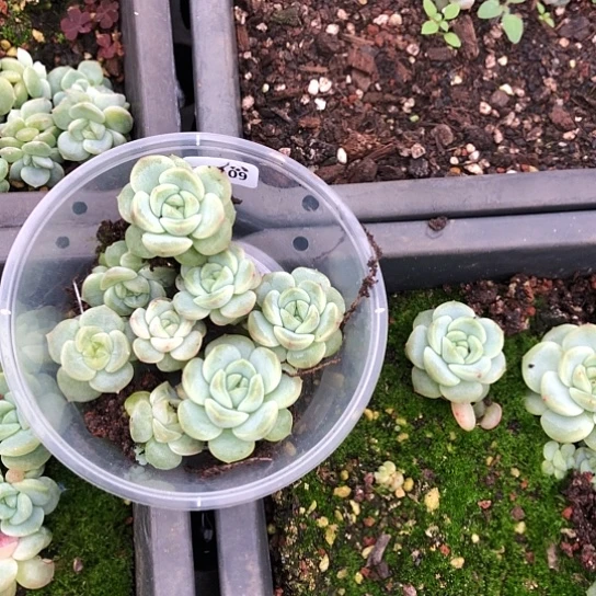 乐***锦109甜心宫花饭盒小勿晒