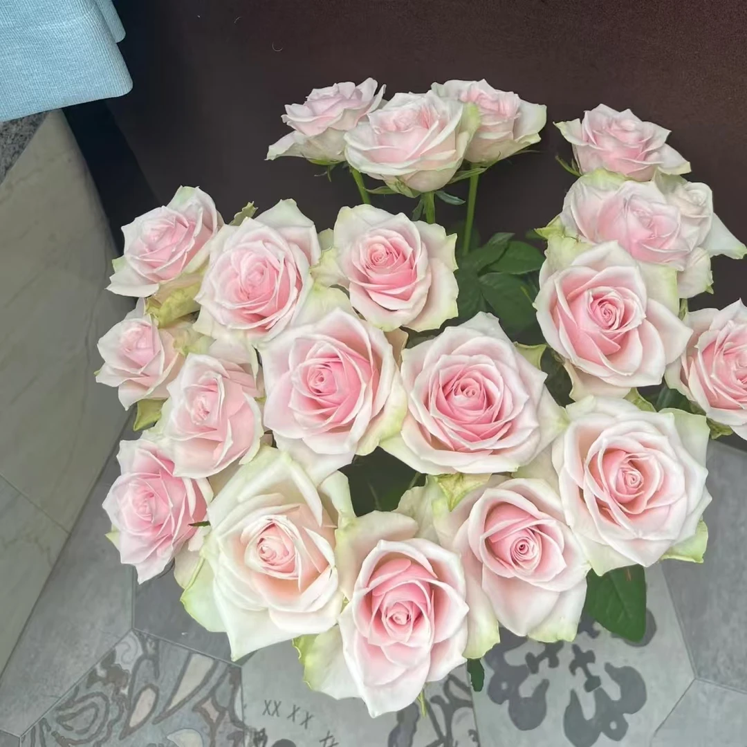 10枝方德嘉荷维纳斯玫瑰【两单顺丰或京东快递】