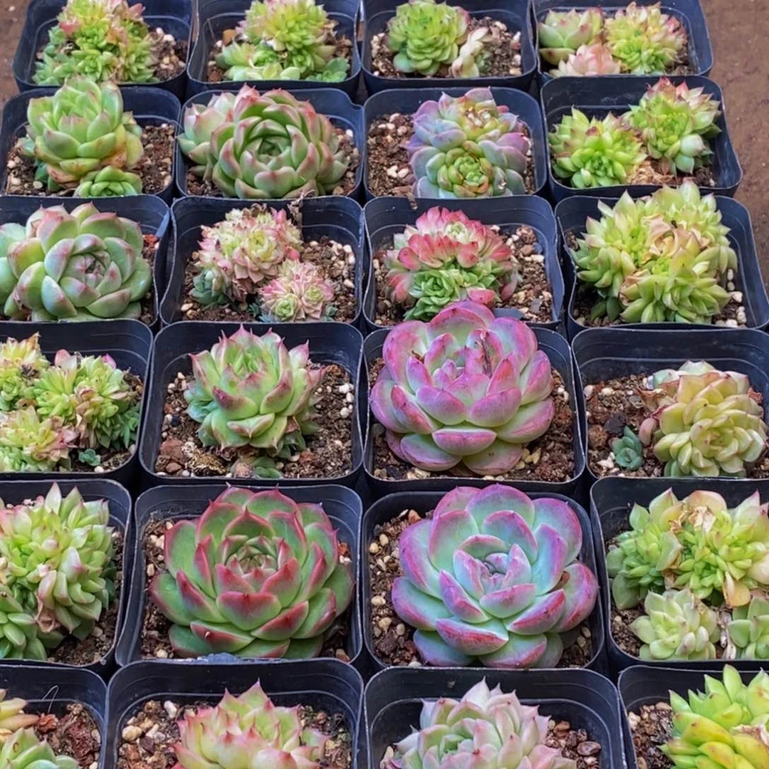 051多肉植物保护研究所所长