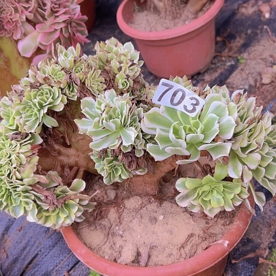 G***冠多肉植物一个绿豆沙