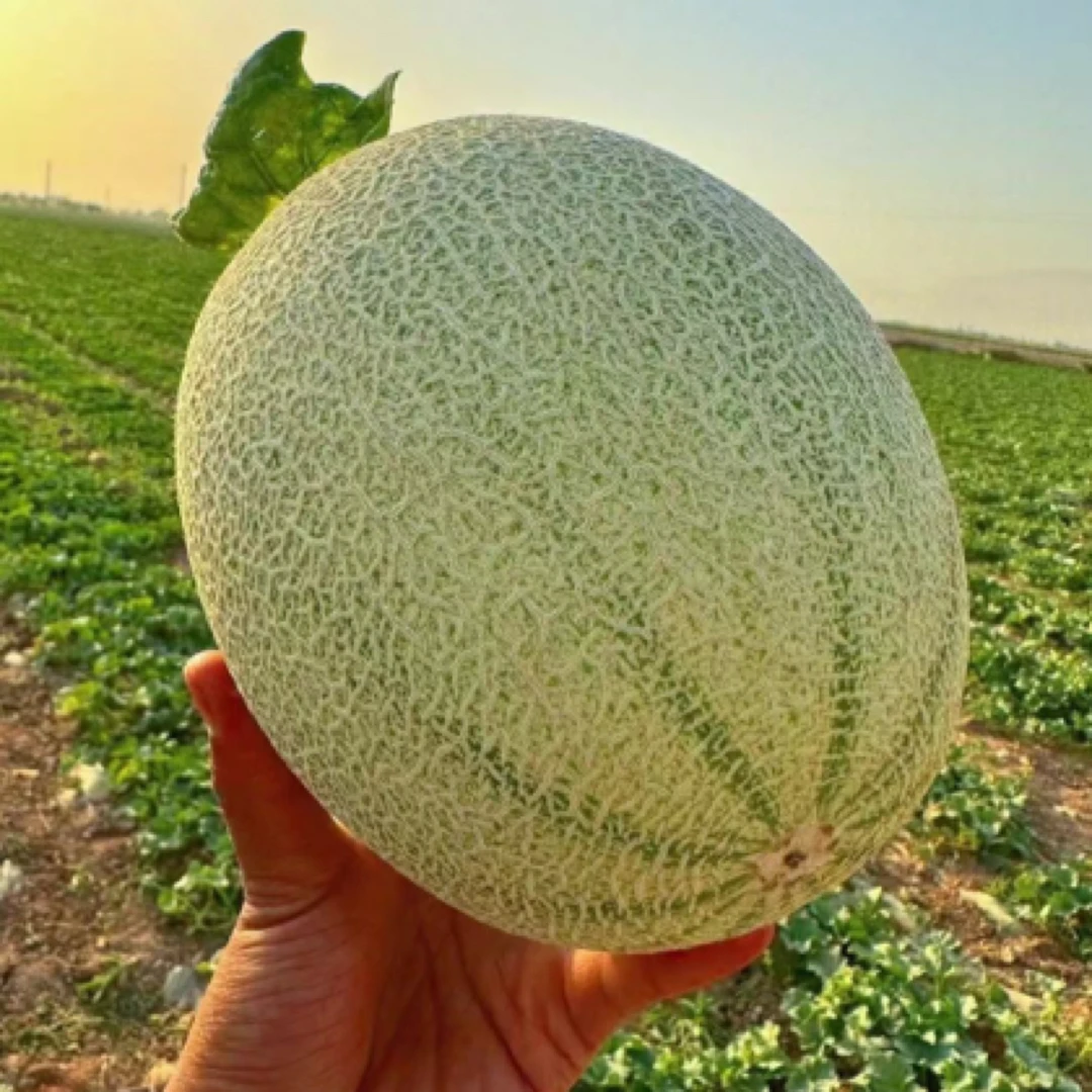 <新鲜采摘>正宗新疆吐鲁番哈密瓜头茬陆地瓜西周蜜新疆直发包邮