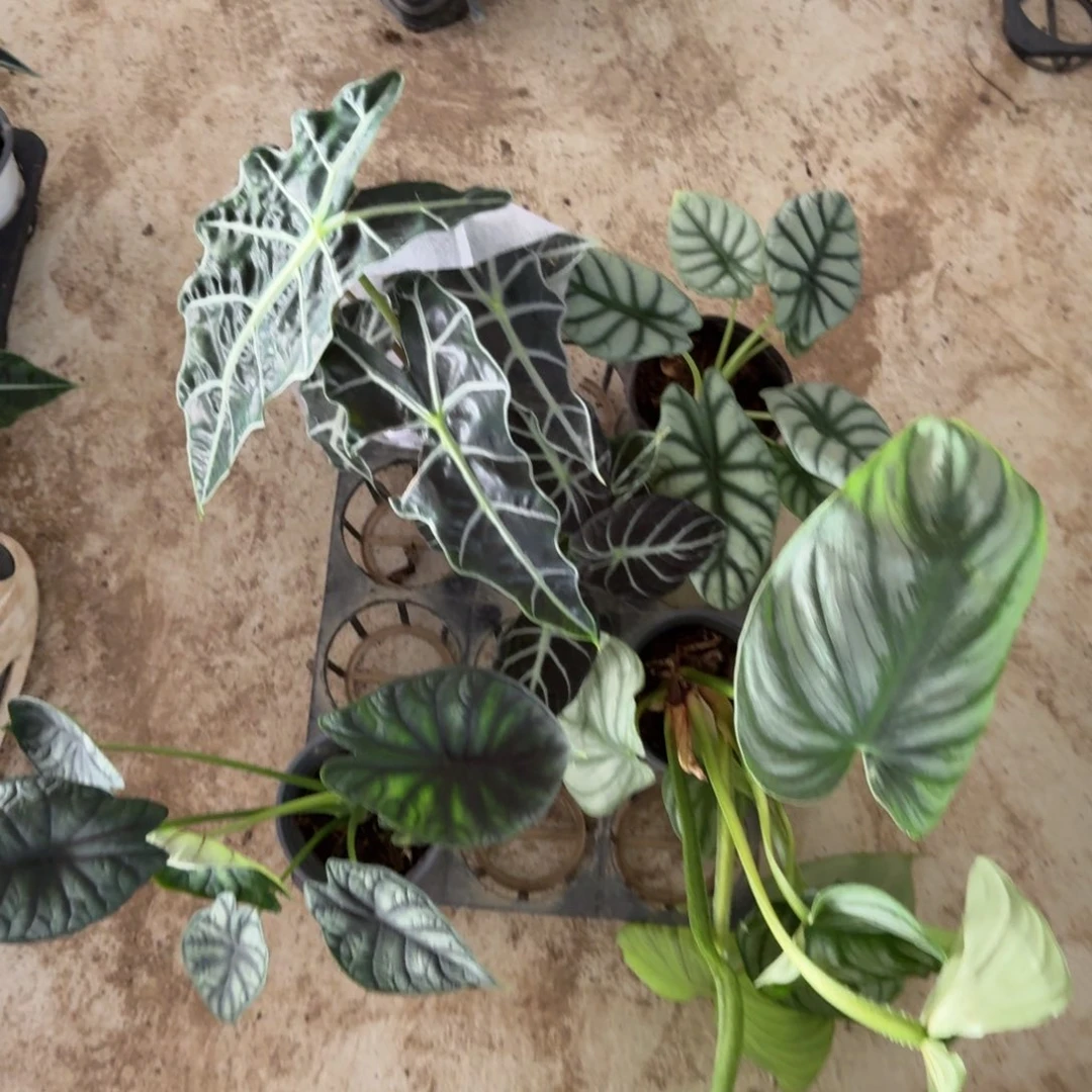 完全开放一物一拍套餐66