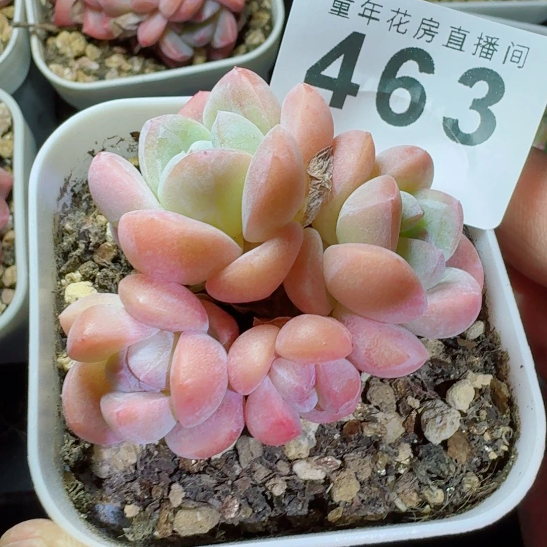 科***米粉糖心冰玉            精美多肉植物