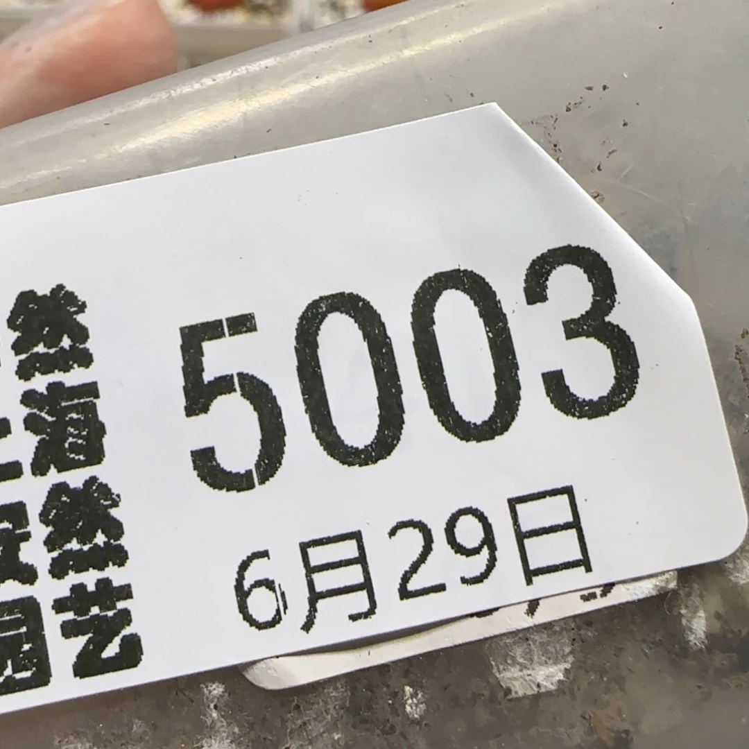 豚***妈6.29。红窗菊*2。5003