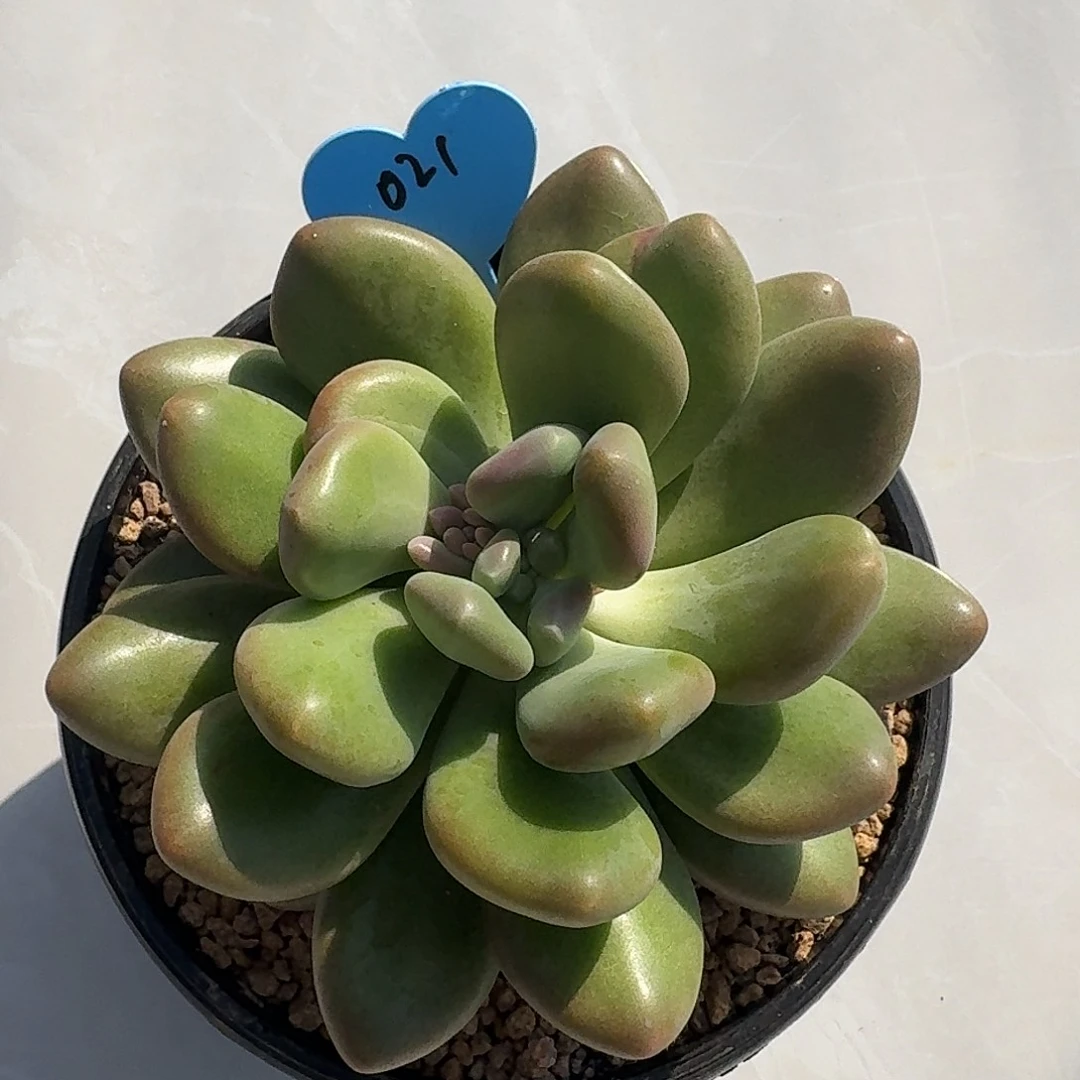 美人。     多肉。